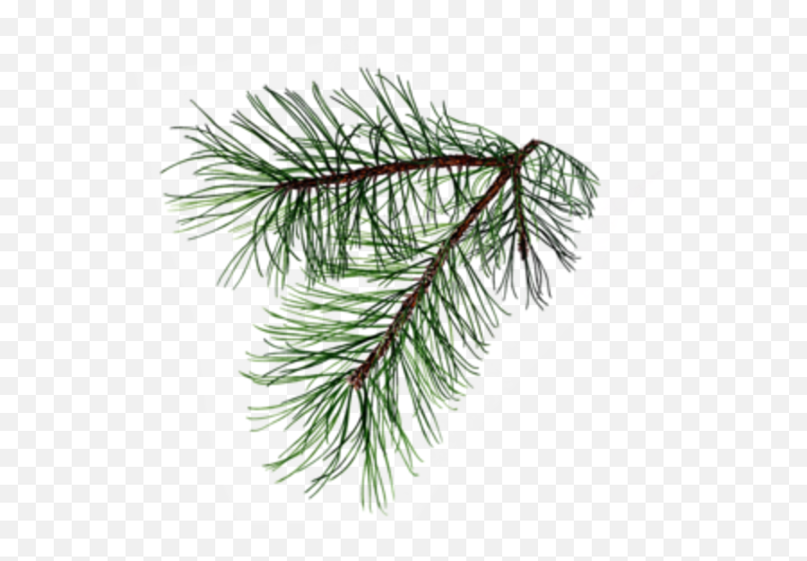 Tree Branch Tattoo Pine Tattoo Pine - Pine Branch Emoji,Pine Tree Emoji