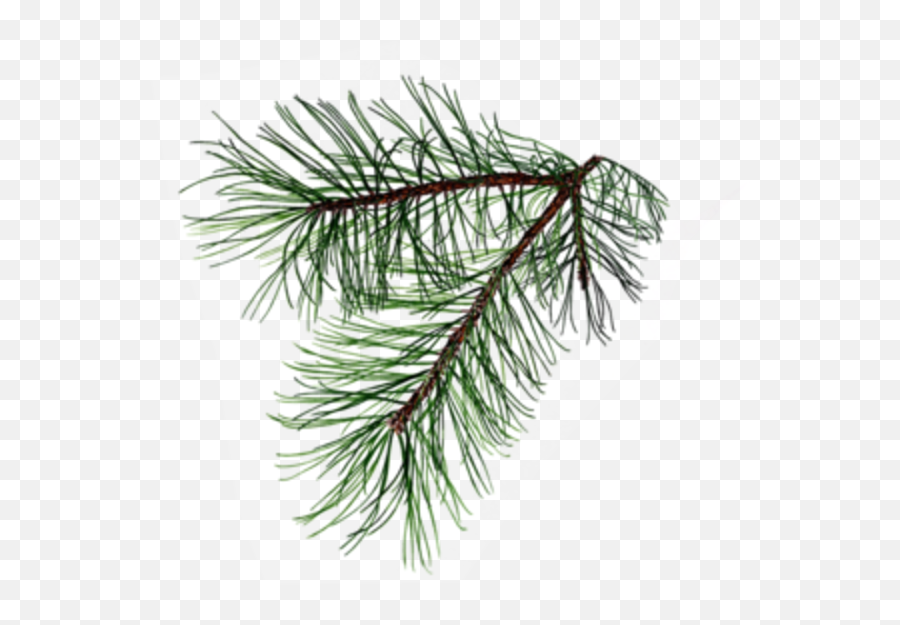 Tree Branch Tattoo Pine Tattoo Pine Pine Branch Emoji,Pine Tree Emoji