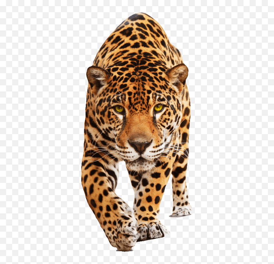 Largest Collection Of Free - Png Animals Emoji,Jaguar Emoji