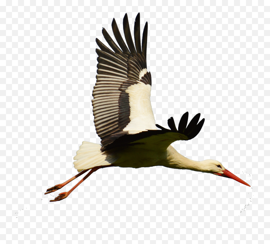 Stork Sticker - White Stork Flying Png Emoji,Stork Emoji