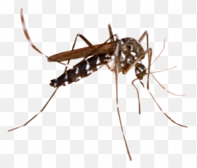 Free Png Images Free Vectors Graphics Psd Files - Transparent Background Mosquito Clipart Emoji,Crickets Emoji
