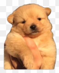 Dog Doggy Doggo Doggie Freetoedit - Golden Retriever Emoji