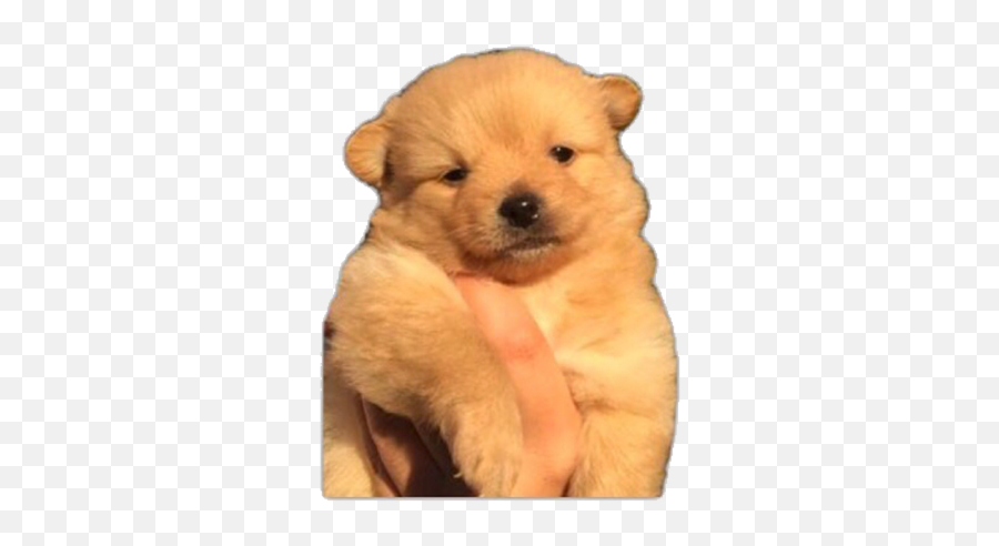 Dog Doggy Doggo Doggie Freetoedit - Golden Retriever Emoji,Doggo Emoji