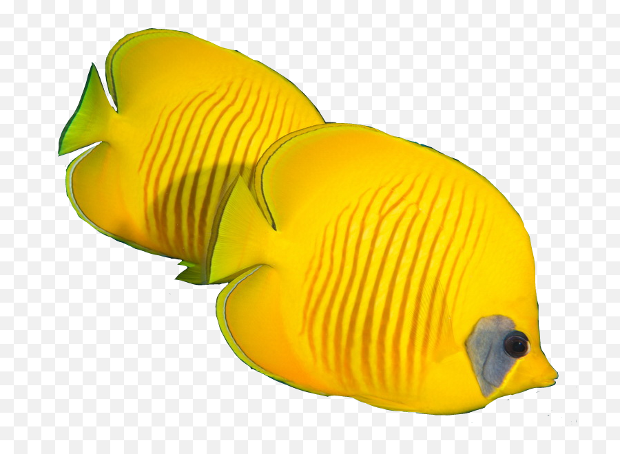 Peces Pets Petsandanimals Pez Fish - Coral Reef Fish Emoji,Emoji Pez