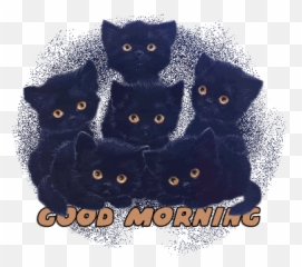 Cats Italy Stickers For Android Ios - Black Emoji