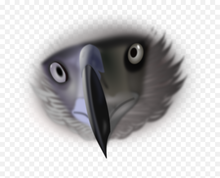 Eagle Bird Eyes Animal Nature - Bird Eyes Png Emoji,Virgin Islands Flag Emoji