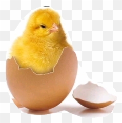 Trending Hatch Stickers - Chick Coming Out Of Shell Emoji,Chicken Hatching Emoji