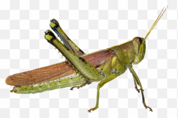 The Newest Cricket - Band Winged Grasshoppers Emoji,Crickets Emoji