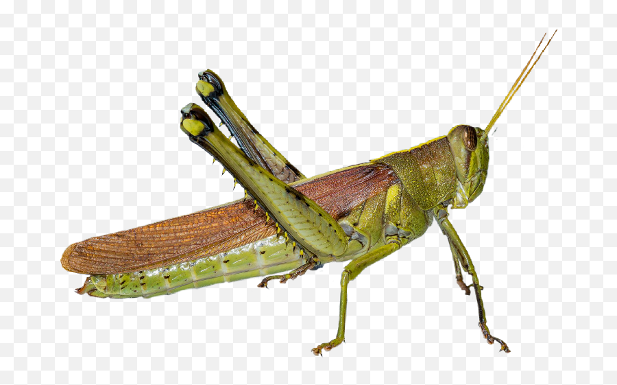 The Newest Cricket - Band Winged Grasshoppers Emoji,Crickets Emoji