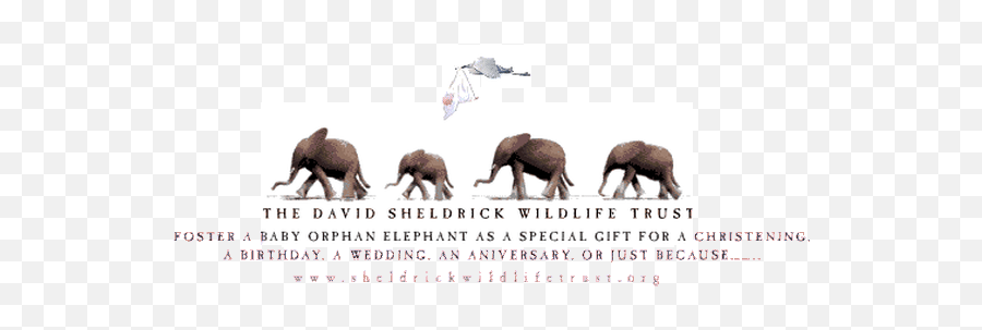 Top Orphaned Elephants Stickers For Android U0026 Ios Gfycat - David Sheldrick Wildlife Trust Emoji,Elephant Emoji