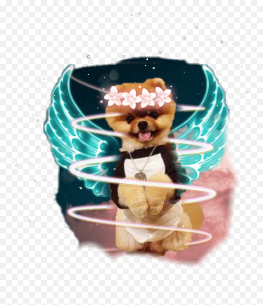 Jiffpom Galaxy Wings - Sticker By Amileyla Brown Bear Emoji,Jiffpom Emoji