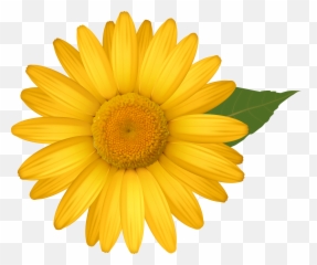 Transparent Background Yellow Daisy Clipart - Flower Png Emoji