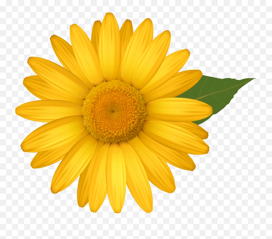 Transparent Background Yellow Daisy Clipart - Yellow Daisy Flower Png Emoji,Yellow Flower Emoji