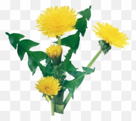 Pin Emoji,Dandelion Emoji