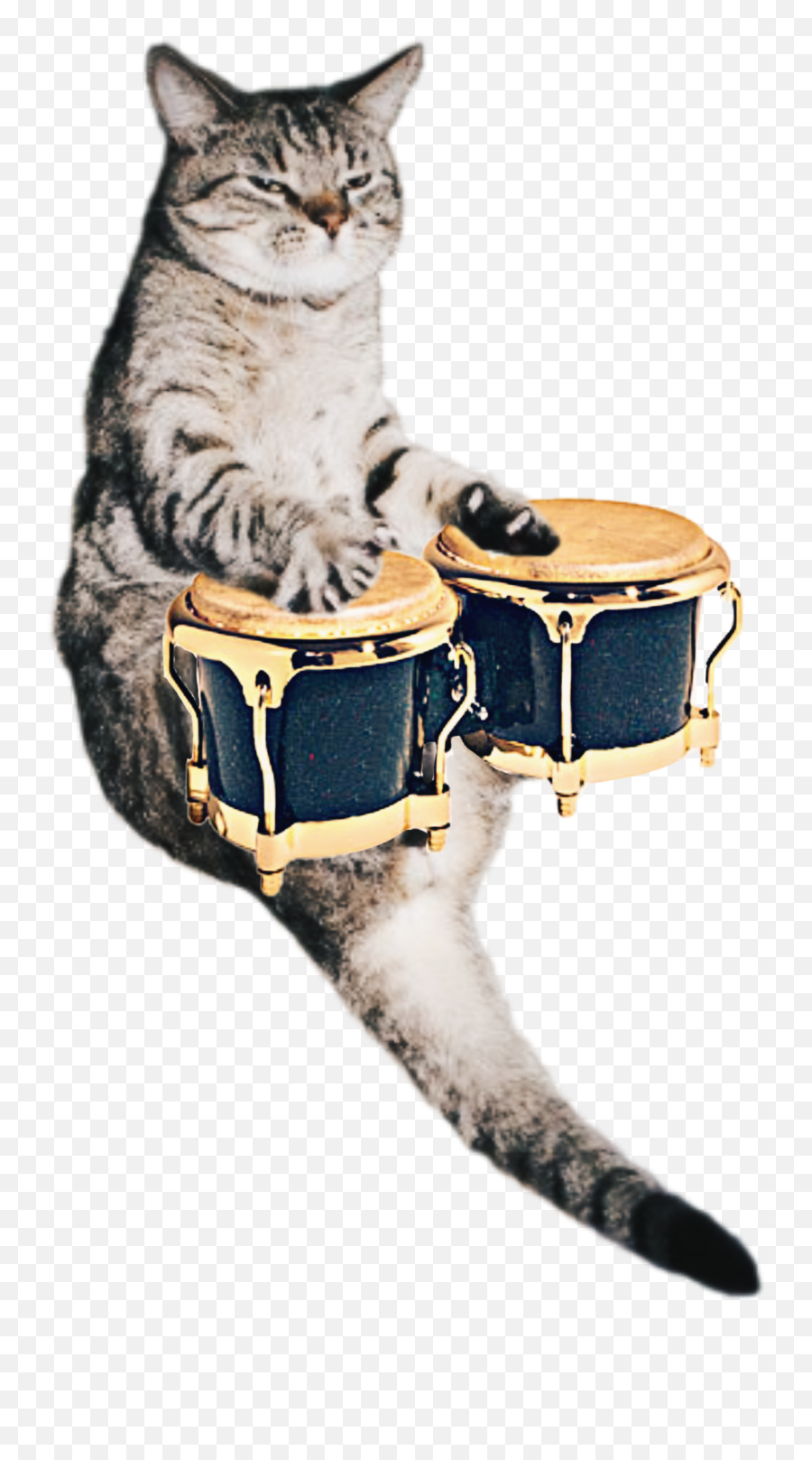 Bongobongocatcatkzap Sticker - Drum Emoji,Bongo Cat Emoji