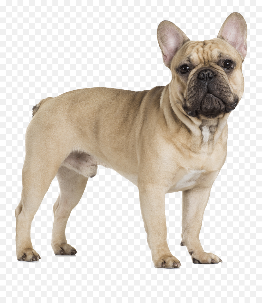French Bulldog Cavalier King Charles - French Bulldog Transparent Background Emoji,French Bulldog Emoji