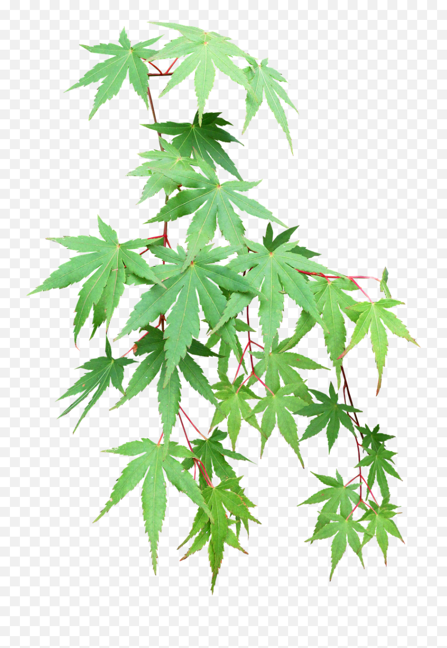 Leaves Maple Cut Out Free Pictures Free Photos - Cannabis Emoji,Weed Leaf Emoji