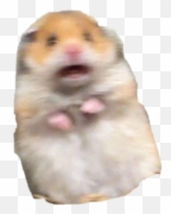 Hamster Meme Freakout Freaking Hamstermeme - Hamster Meme Png Emoji,Freak Out Emoji