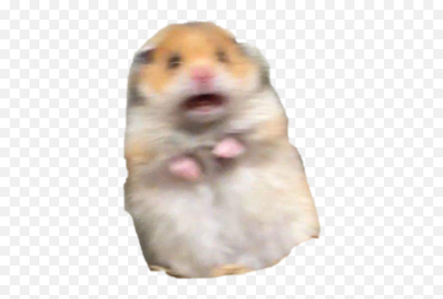 Hamster Meme Freakout Freaking Hamstermeme - Hamster Meme Png Emoji,Freak Out Emoji