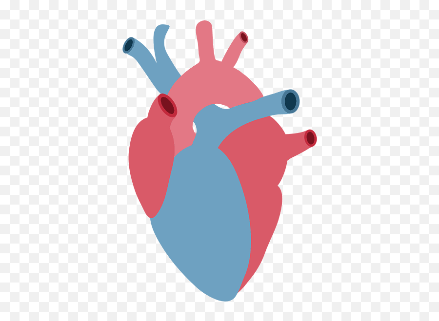 An Actual U0027queen Of Heartsu0027 Anatomical Heart Cardiology - Anatomical Heart Clipart Png Emoji,Colored Heart Emojis
