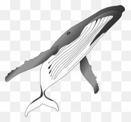 Png Royalty Free Stock Humpback Whale Clipart - Emoji
