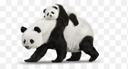 Panda Png Animal Images Bear - Pandas Emoji