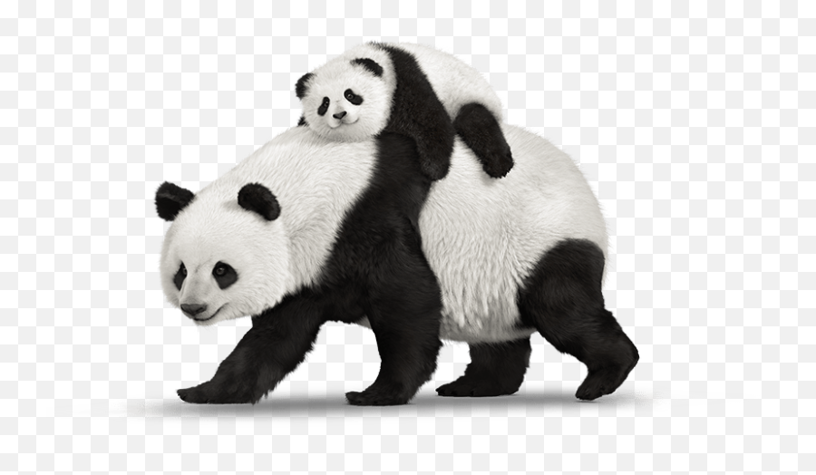 Panda Png Animal Images Panda Bear - Pandas Png Emoji,Panda Bear Emoji