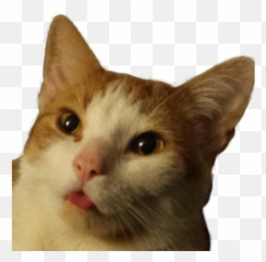 StreamElements - metalharpey Domestic Cat Emoji
