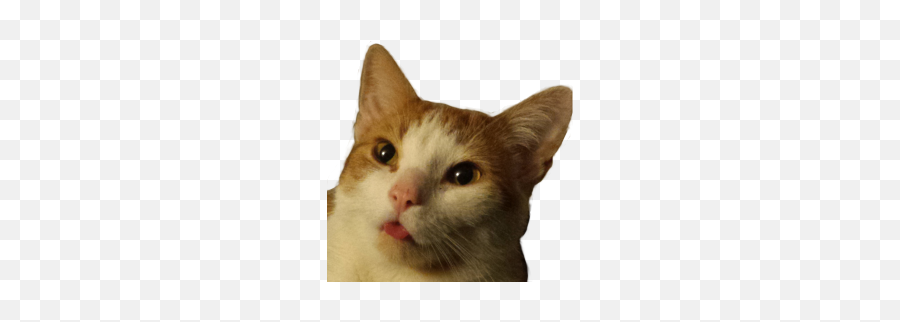 Streamelements - Metalharpey Domestic Cat Emoji,Raid Emoji