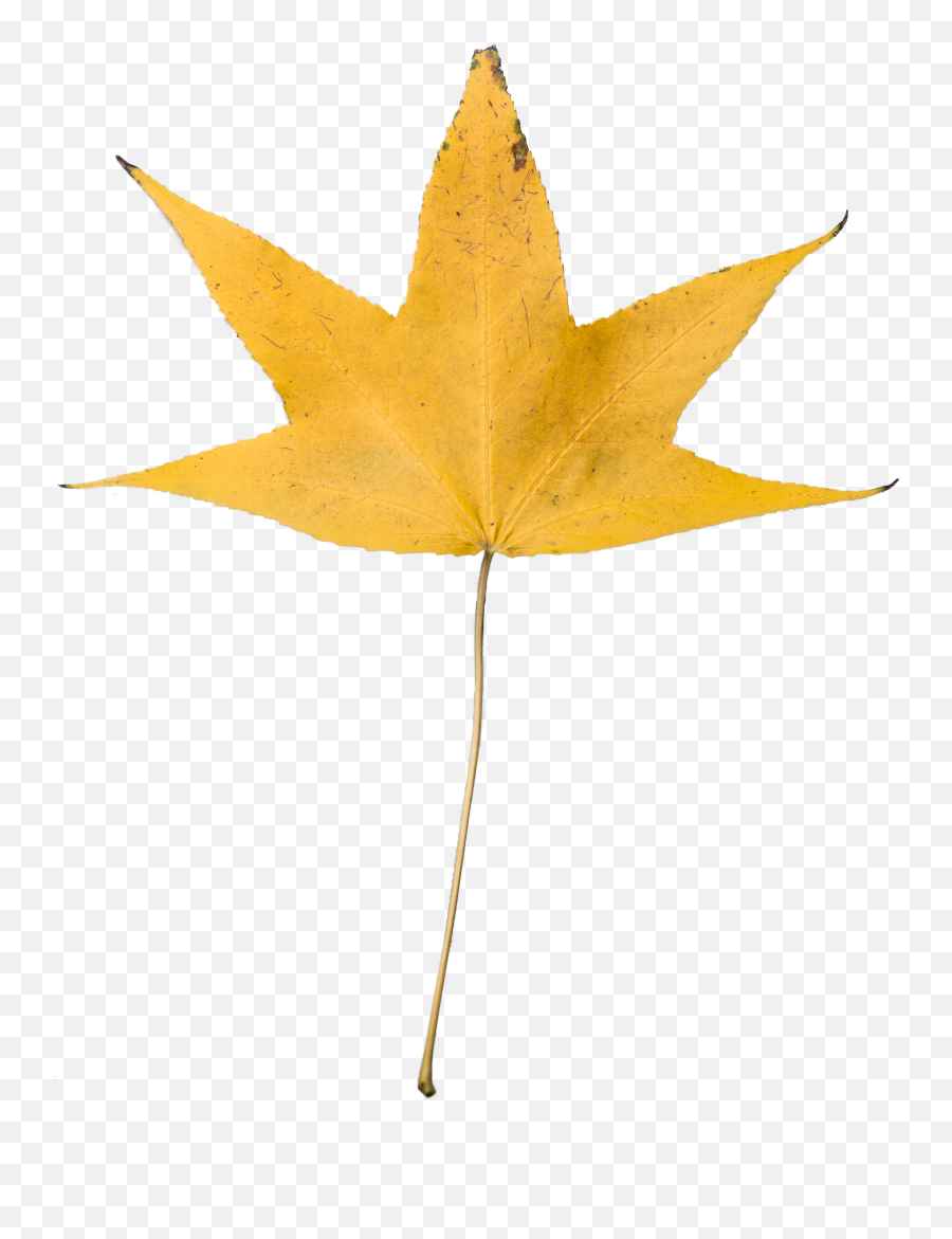 Download Png - Dry Leaf No Background Clipart Full Size Fall Leaves Clear Background Emoji,Maple Leaf Emoji