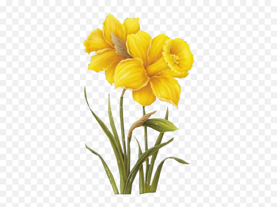Yellow Flower Psd Official Psds - Daffodil Botanical Illustration Emoji,Yellow Flower Emoji