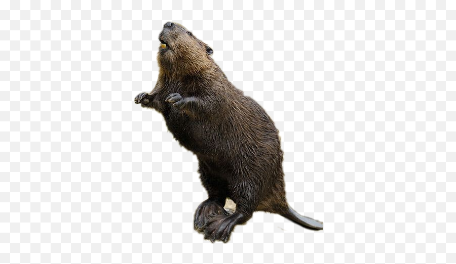 Beaver - Punxsutawney Phil Emoji,Beaver Emoji