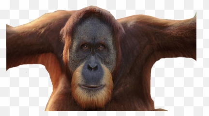 Strong Orangutan Photo - Face Transparent Background Emoji