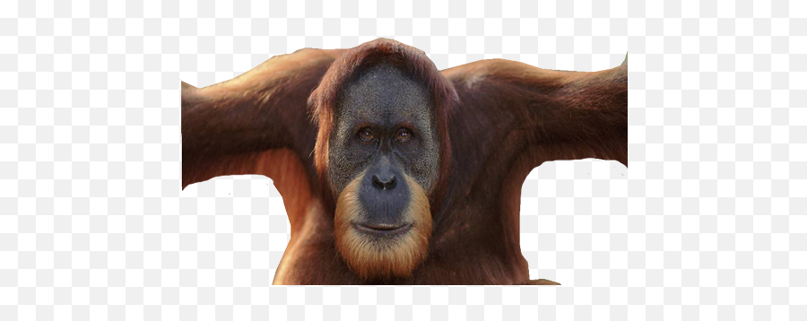 Strong Orangutan Photo - Orangutan Face Transparent Background Emoji,Orangutan Emoji