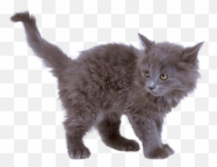 Download Free png Sniffle Sick Rockypng - DLPNGcom Grey Cat Png Emoji