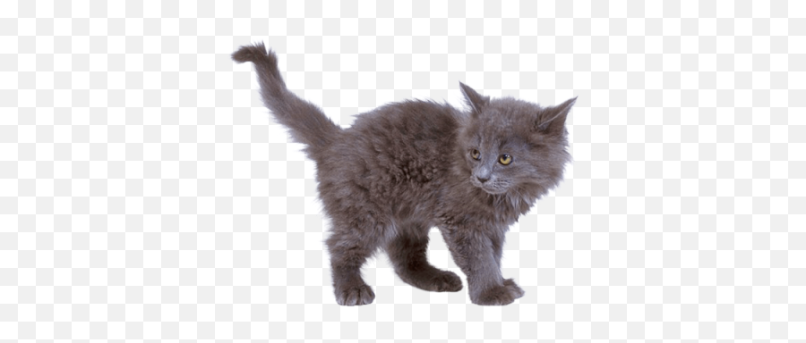 Download Free Png Sniffle Sick Rockypng - Dlpngcom Grey Cat Png Emoji,Sniffle Emoji