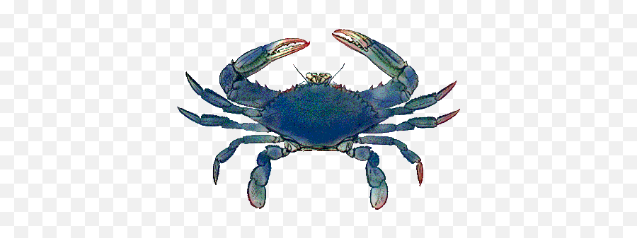 Transparent Crab Little Picture 1507536 Transparent Crab - Blue Crab Maryland State Animal Emoji,Crab Emojis