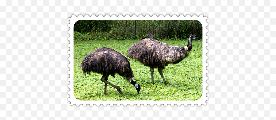 Free Ostrich Bird Illustrations - Picture Frame Emoji,Ostrich Emoji