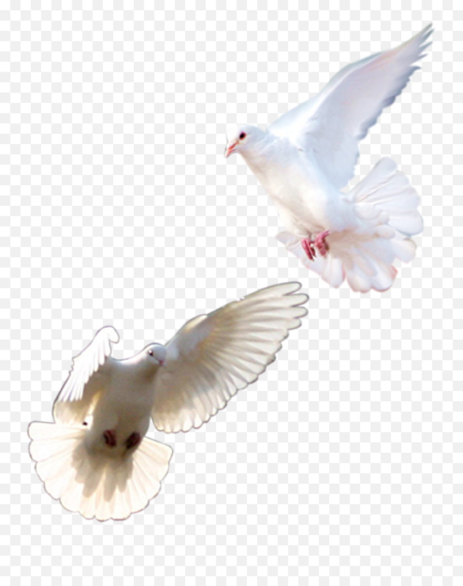 Rock Dove Homing Pigeon Columbidae Pink Pigeon Bird - Columbidae Emoji,Pigeon Emoji
