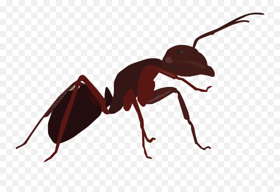 Buncee - A To Z Poetry Book 30 Year Old Ant Emoji,Ant Emoji