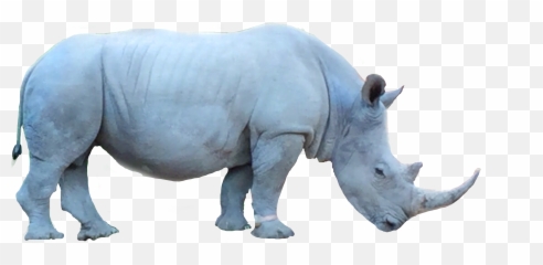 Rhinoceros Rhino Freetoedit - Black Rhinoceros Emoji,Rhino Emoji