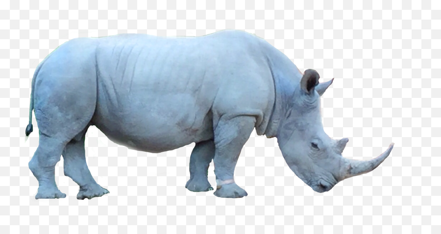 Rhinoceros Rhino Freetoedit - Black Rhinoceros Emoji,Rhino Emoji