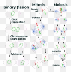 Three Cell Growth Types - Meiosis A Level Biology Aqa Emoji,Sex Emoji