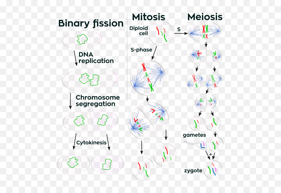 Three Cell Growth Types - Meiosis A Level Biology Aqa Emoji,Sex Emoji