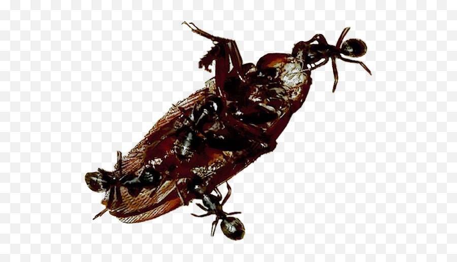 Bugs Insects Cockroach Ants Eatenalive - Cockroach Emoji,Cockroach Emoji