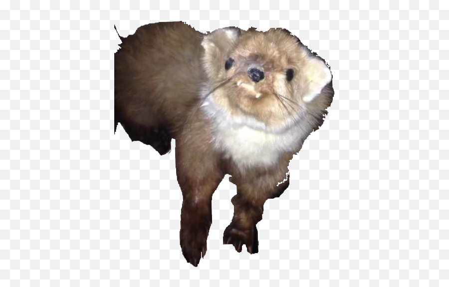 Taxiderm Stickers For Telegram - Ferret Emoji,Otter Emoji