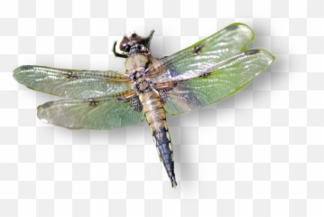 Dragonfly Remixed From - Insects Emoji,Dragonfly Emoji