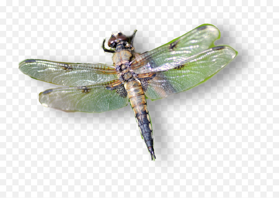 Dragonfly Remixed From - Insects Emoji,Dragonfly Emoji