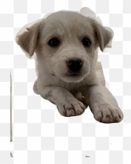 The Newest Doogie Stickers On Picsart - Companion Dog Emoji,Dookie Emoji