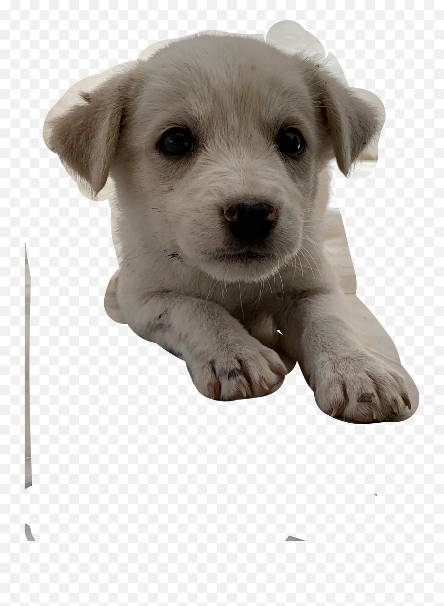The Newest Doogie Stickers On Picsart - Companion Dog Emoji,Dookie Emoji
